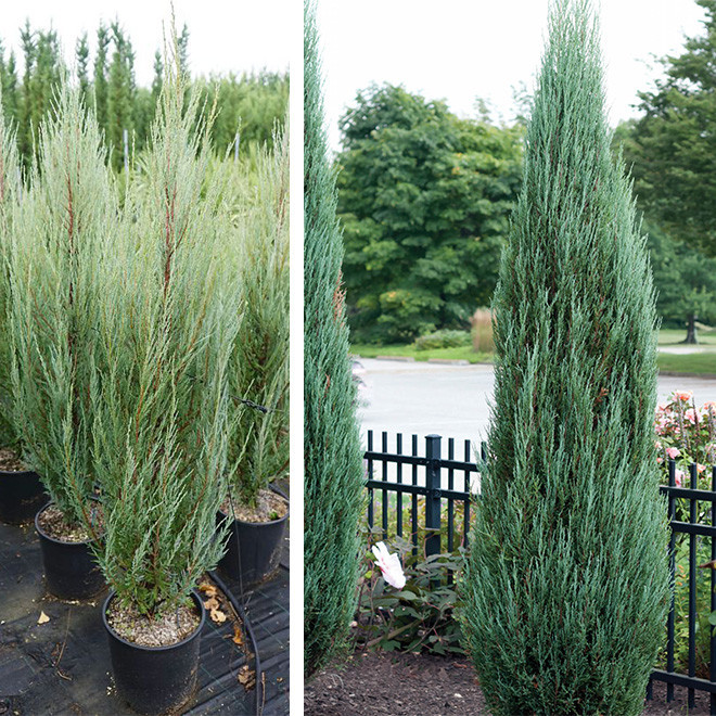 Kadagys uolinis (Juniperus scopulorum) 'Blue Arrow' koloniškas medelis melsvais spygliais tinka gyvatvorei