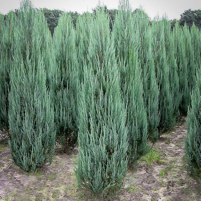 Kadagys uolinis (Juniperus scopulorum) 'Blue Arrow' koloniškas medelis melsvais spygliais tinka gyvatvorei