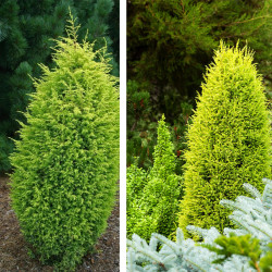 Kadagys paprastasis (Juniperus communis) 'Gold Cone' koloniškas medelis geltonais spygliais