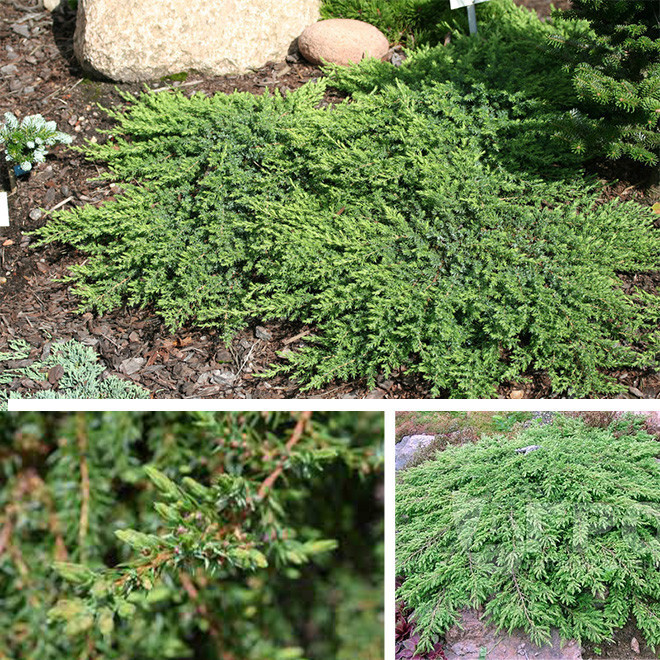 Kadagys paprastasis (Juniperus communis) 'Greenmantle' žalias šliaužiantis kiliminis krūmas