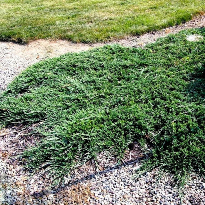 Kadagys horizontalusis (Juniperus horizontalis) 'Wiltonii' šliaužiantis kiliminis krūmas žaliai melsvais spygliais