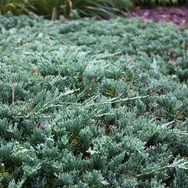 Kadagys horizontalusis (Juniperus horizontalis) 'Wiltonii' šliaužiantis kiliminis krūmas žaliai melsvais spygliais