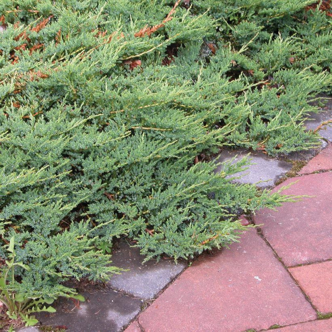 Kadagys horizontalusis (Juniperus horizontalis) 'Wiltonii' šliaužiantis kiliminis krūmas žaliai melsvais spygliais