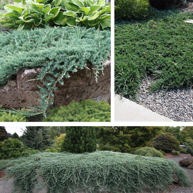 Kadagys horizontalusis (Juniperus horizontalis) 'Wiltonii' šliaužiantis kiliminis krūmas žaliai melsvais spygliais