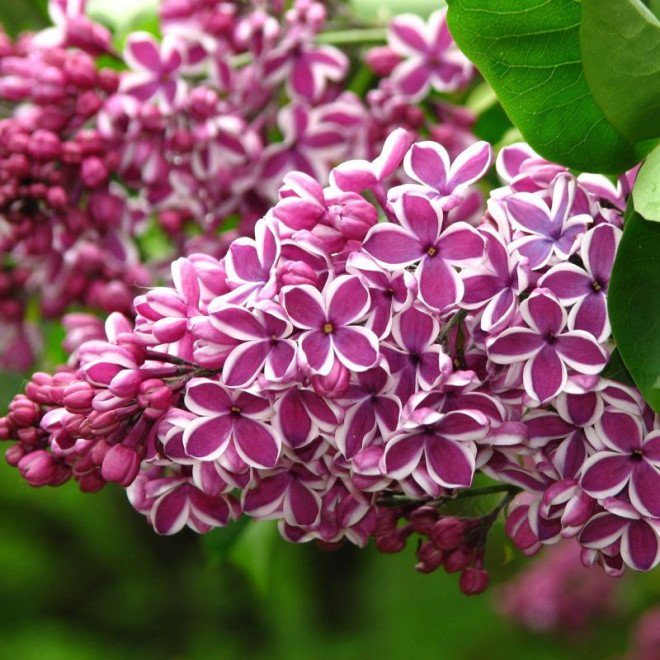 Alyva paprastoji (Syringa vulgaris) 'Sensation'