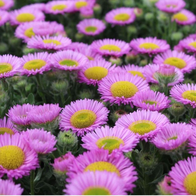 Šiušelė (Erigeron glaucus) 'Sea Breeze' nereiklus ilgai žydi traukia drugelius ir bites