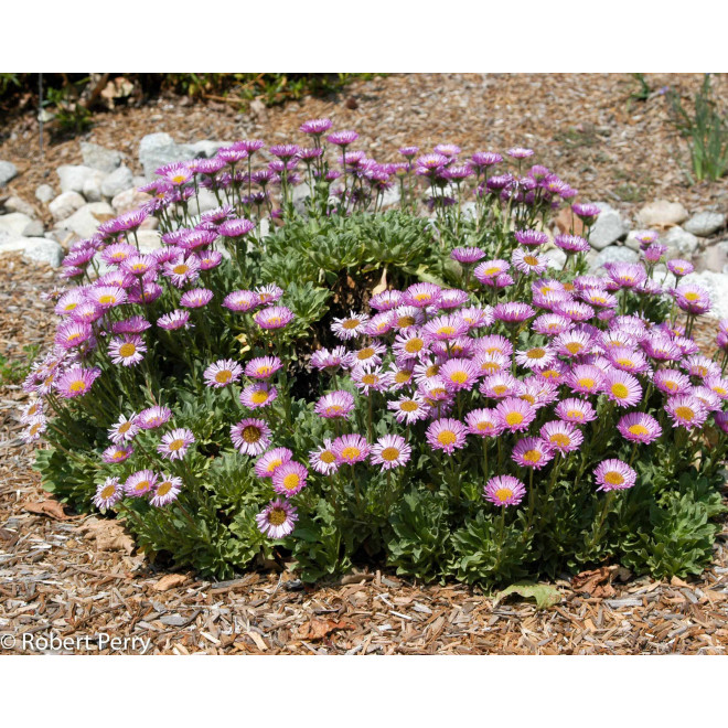 Šiušelė (Erigeron glaucus) 'Sea Breeze' nereiklus ilgai žydi traukia drugelius ir bites