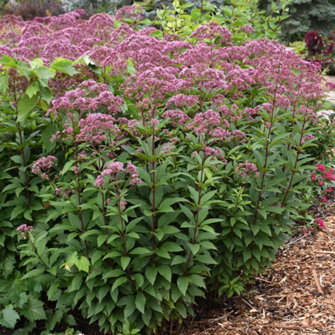 Kemeras (Eupatorium) 'Eureka'