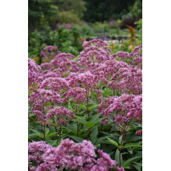 Kemeras (Eupatorium) 'Eureka'