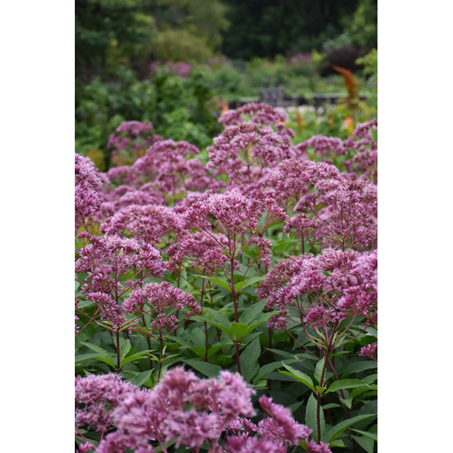 Kemeras (Eupatorium) 'Eureka'