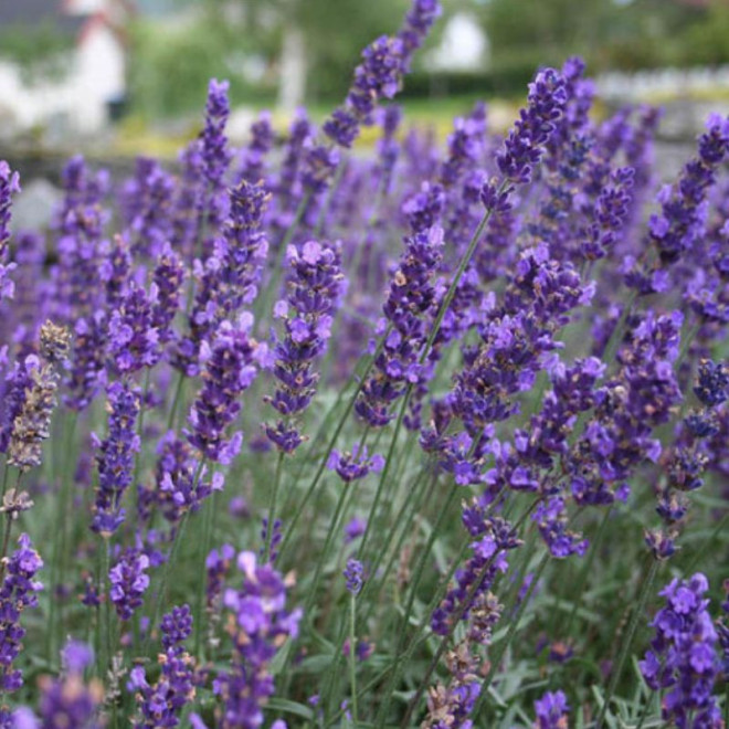 Levanda tikroji (Lavandula angustifolia) 'Hidcote'