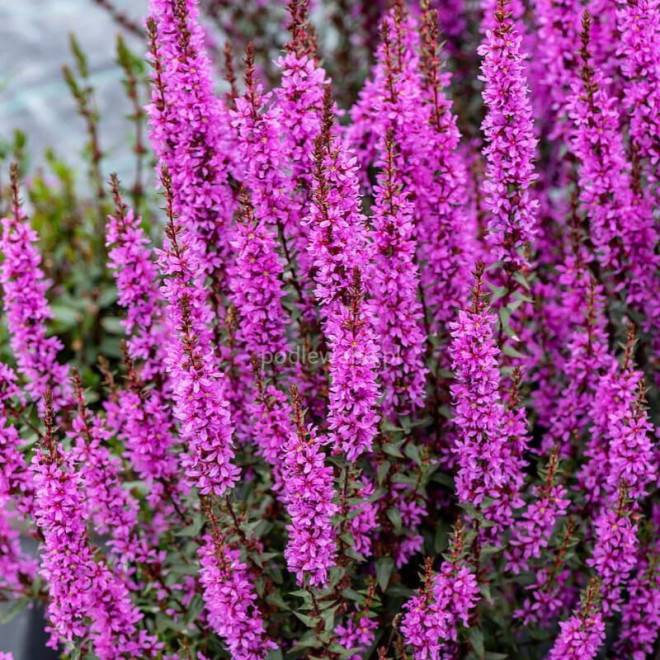 Raudoklė (Lythrum) 'Luminara Lilac'