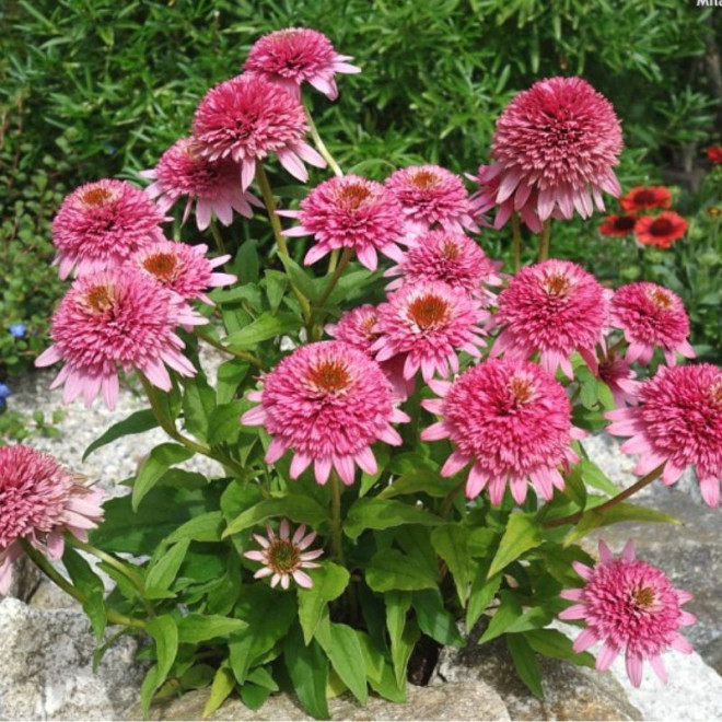 Ežiuolė (Echinacea) 'Butterfly Kisses'