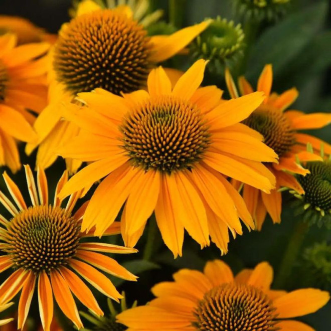 Ežiuolė (Echinacea) 'Pearl Sunny'