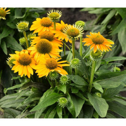 Ežiuolė (Echinacea) 'Pearl Sunny'