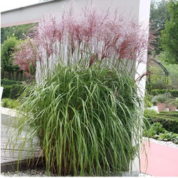 Kininis miskantas (Miscanthus sinensis) 'Malepartus'