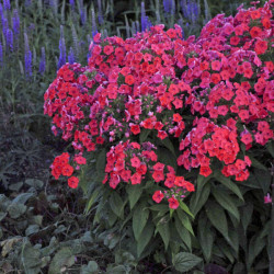 Flioksas šluotelinis (Phloxs paniculata) 'Flame Red'