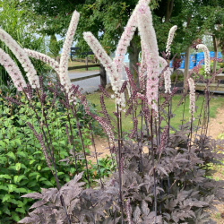 Juodžolė (Actaea simplex) 'Black Negligee' blakėžudė