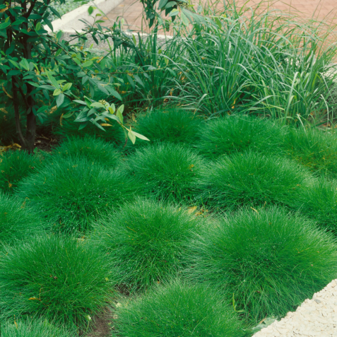 Eraičinas (Festuca gautieri) 'Pic Carlit'