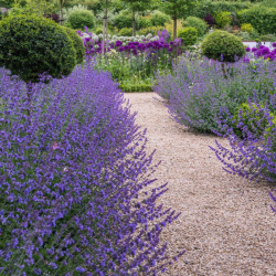 Katžolė (Nepeta x faassenii) 'Six Hills Giant'