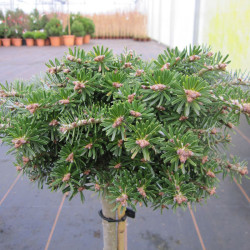 Kėnis korėjinis (Abies koreana) 'Kristallkugel' žemaūgis plokščias apvalus kūmelis ant koto medelis