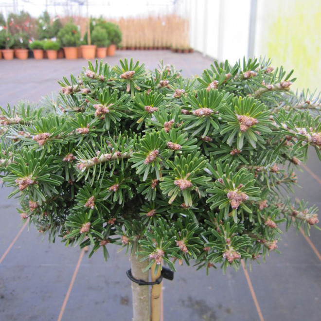 Kėnis korėjinis (Abies koreana) 'Kristallkugel' žemaūgis plokščias apvalus kūmelis ant koto medelis