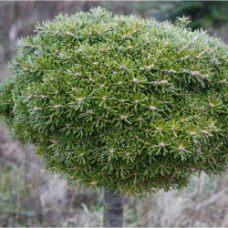 Kėnis korėjinis (Abies koreana) 'Kristallkugel' žemaūgis plokščias apvalus kūmelis ant koto medelis