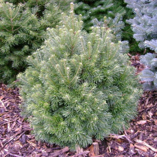 Kėnis subalpinis (Abies lasiocarpa) 'Green Globe' rutuliškas kmpaktiškas krūmas