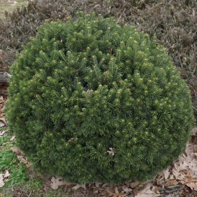 Kėnis subalpinis (Abies lasiocarpa) 'Green Globe' rutuliškas kmpaktiškas krūmas