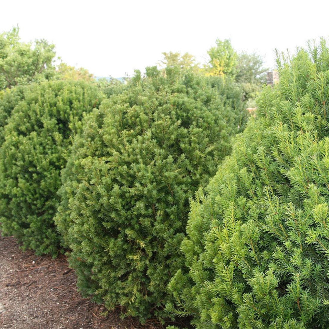 Kukmedis tarpinis (Taxus x media) 'Hicksii' visžalis krūmas gyvatvorei pavėsiui lengvai karpomas