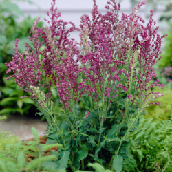 Šalavijas gojinis (Salvia nemorosa) 'Schwellenburg' purūs violetiniai žiedai kompaktiškas nereiklus