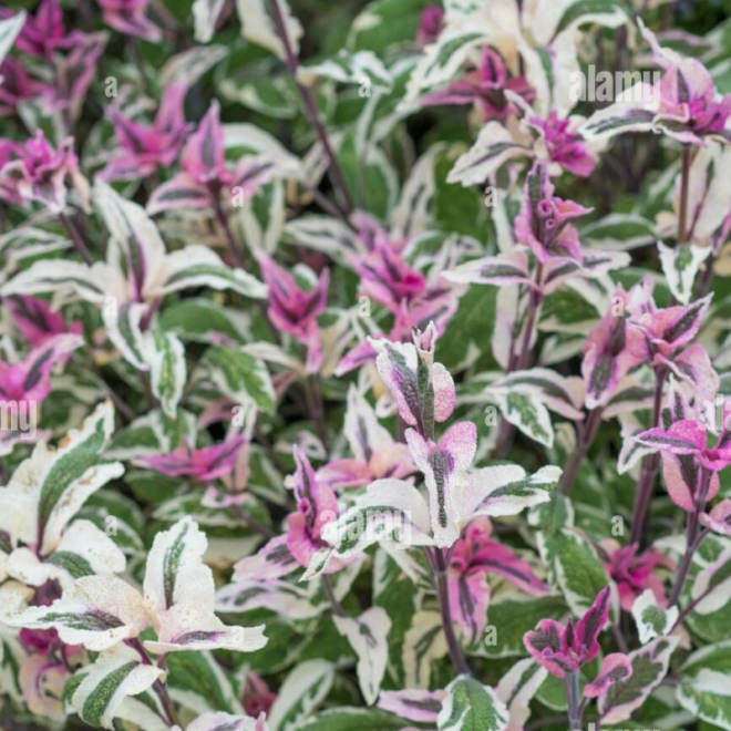 Šalavijas vaistinis (Salvia officinalis) 'Tricolor' vaistinis arbatai maistui visžalis dekoratyvus