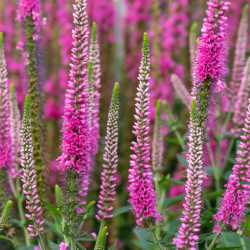 Veronika varpotoji (Veronica spicata) 'Anne' rausvi žiedai krūmas apvadams bordiūrams vazonams