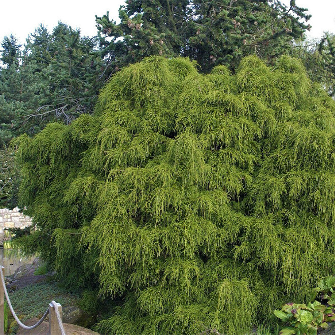 Puskiparisis žirniavaisis (Ch. pisifera) 'Filifera Nana' nusvirusios šakos lėtai auga
