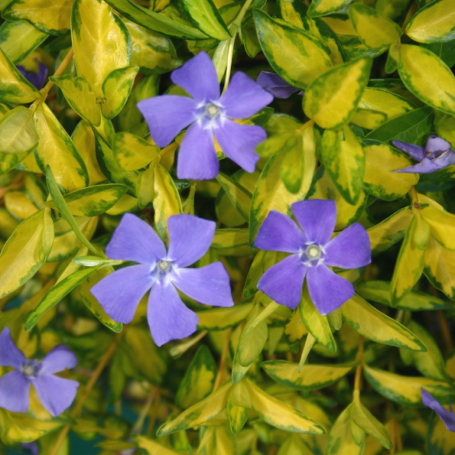 Žiemė (Vinca minor) 'Illumination' visžalis svyrantis šliaužiantis mėlynais žiedais nereiklus