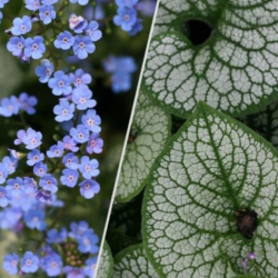 Brunera (Brunera macrophylla) 'Sea Heart' dideli lapai žiedai mėlyni