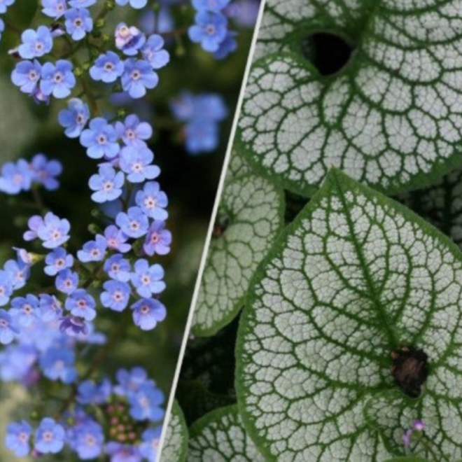 Brunera (Brunera macrophylla) 'Sea Heart' dideli lapai žiedai mėlyni