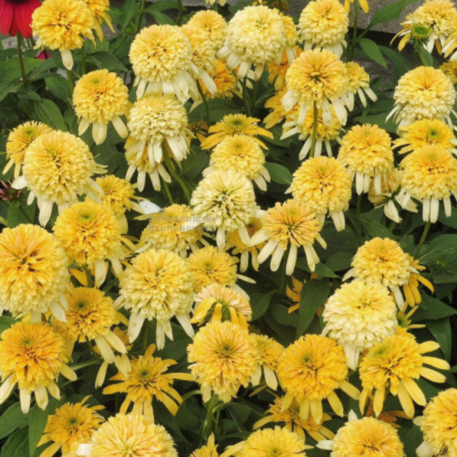 Ežiuolė (Echinacea) 'Lemon Drop' geltoni žiedai kompaktiškas krūmas žydi ilgai
