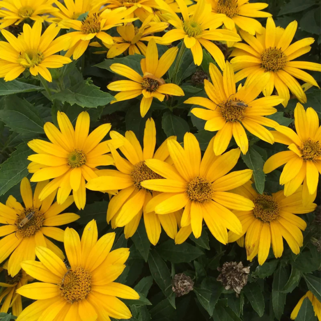 Saulakis šiurkštusis (Heliopsis helianthoides) 'Oriole Single Yellow'  krūmas geltoni žiedai