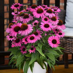 Ežiuolė (Echinacea) 'Dark Pink Pearl'b ryškiai rožiniai žiedai kompatiškas krūmas ilgai žydi