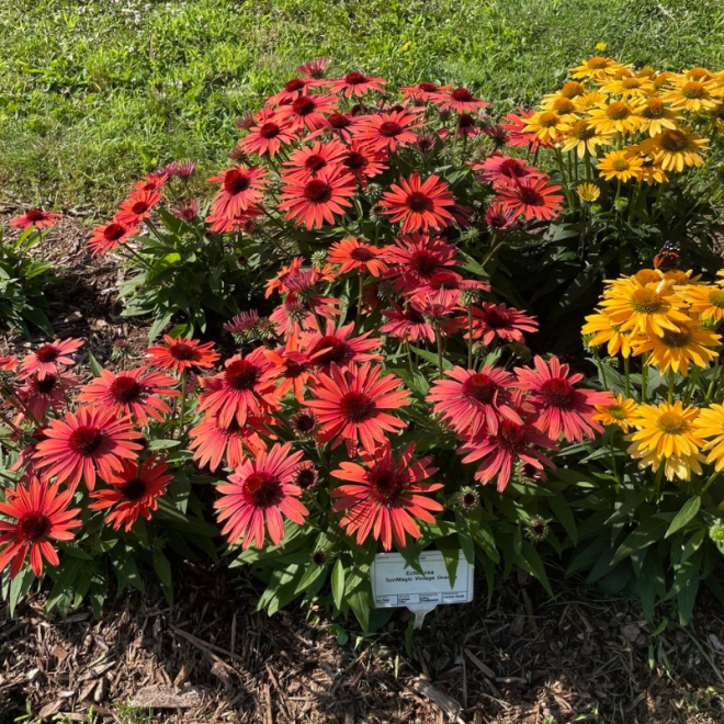 Ežiuolė (Echinacea) 'SunMagic  Vintage Orange'