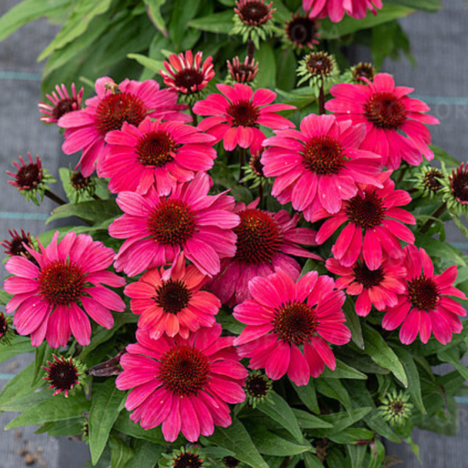 Ežiuolė (Echinacea) 'SunMagic Vintage Red'