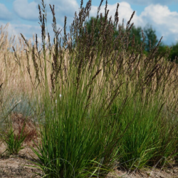 Melvenė (Molinia) 'Heidezwerg'