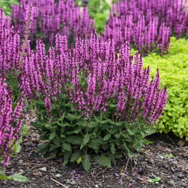 Šalavijas gojinis (Salvia nemorosa) 'Pink Rianne'