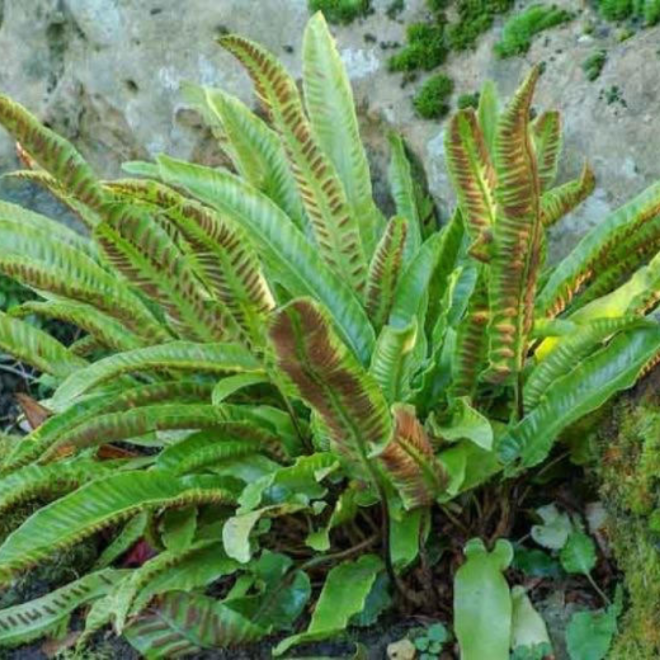 Kalnarūtė (Asplenium scolopendrium) visžalis lapuotis pavėsingoms vietoms