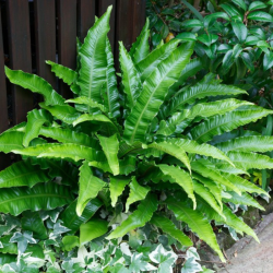 Kalnarūtė (Asplenium scolopendrium) visžalis lapuotis pavėsingoms vietoms