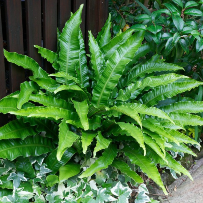 Kalnarūtė (Asplenium scolopendrium) visžalis lapuotis pavėsingoms vietoms