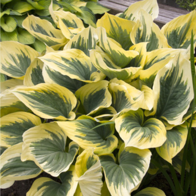 Melsvė (Hosta) 'Liberty' geltonai žaliai margi lapai