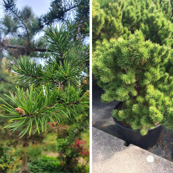 Pušis bankso (Pinus banksiana) 'Banska Stiavnica' kompaktiška netaisyklingos formos krūmas