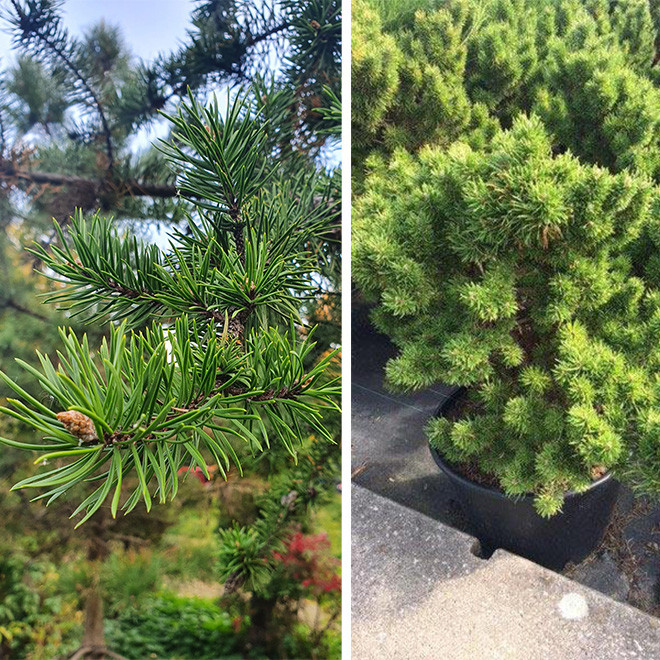 Pušis bankso (Pinus banksiana) 'Banska Stiavnica' kompaktiška netaisyklingos formos krūmas